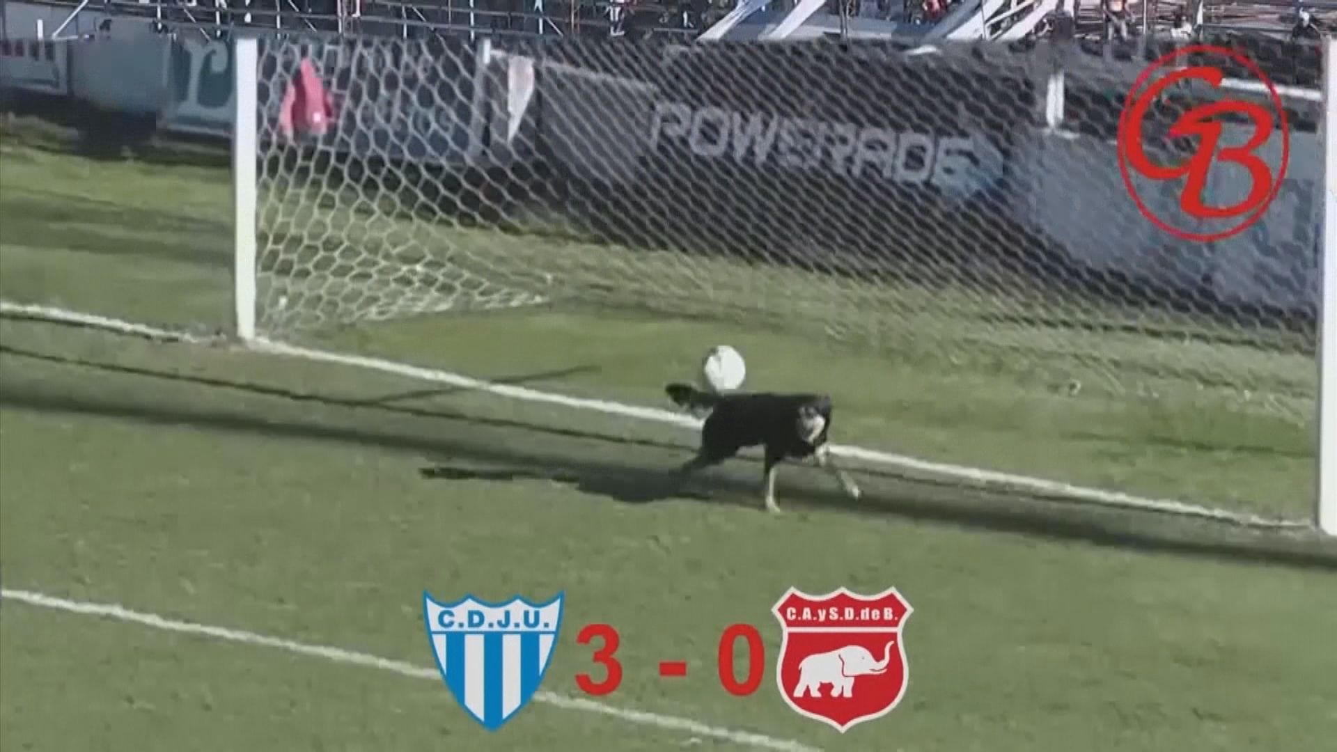 阿根廷小狗闖入球場擋出射門