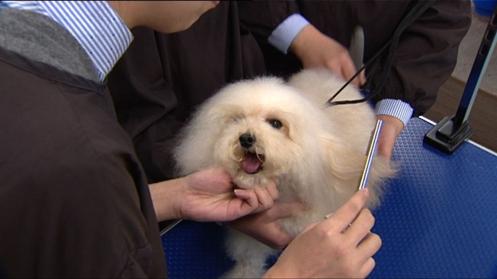 懲教署三年前開辦寵物美容課程