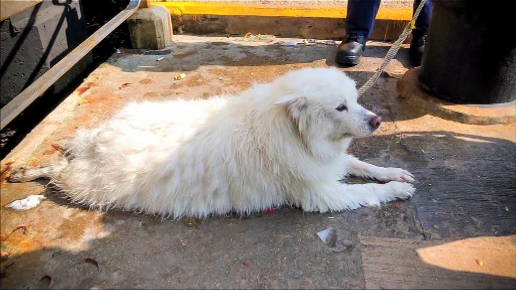 長沙灣狗隻墮樓案　遇害狗隻上周六曾墮海