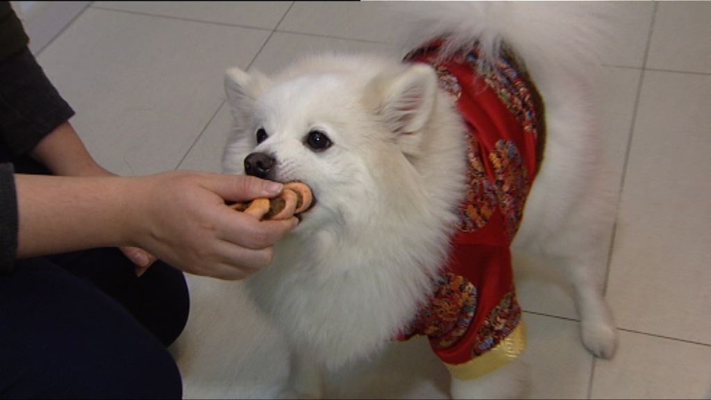 寵物賀年食品應節與狗同樂