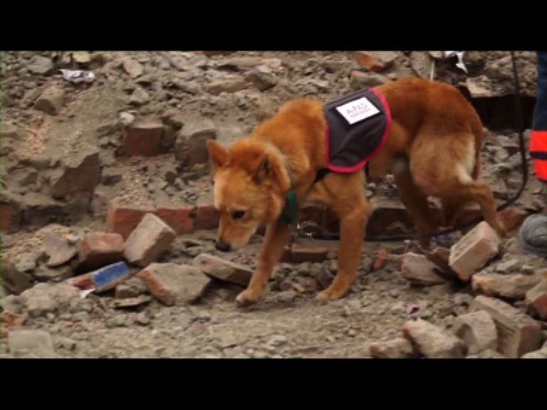 被遺棄唐狗受訓成為搜索犬