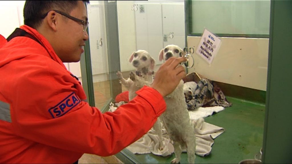 狗食狗慘劇　仍有4隻被救狗隻待領養