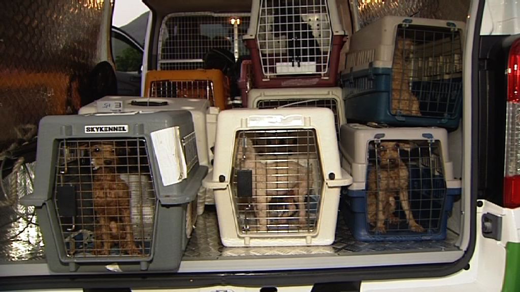 警方元朗破狗隻繁殖場拘3人