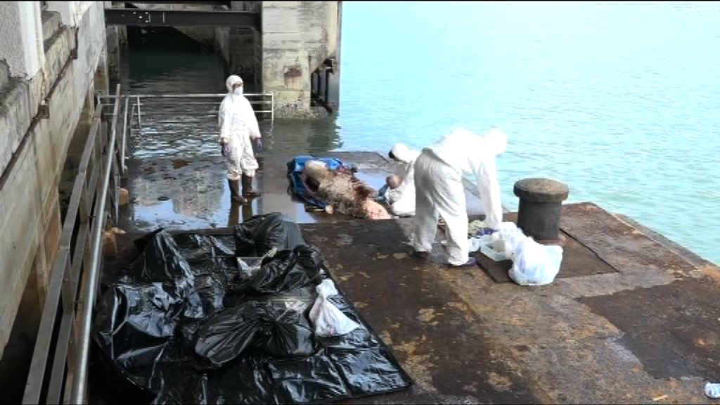 葵涌海面發現小抹香鯨屍體