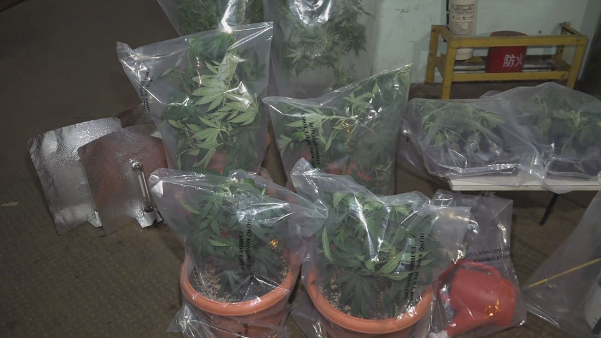 警方葵涌搗破一個懷疑大麻種植場　拘捕兩人