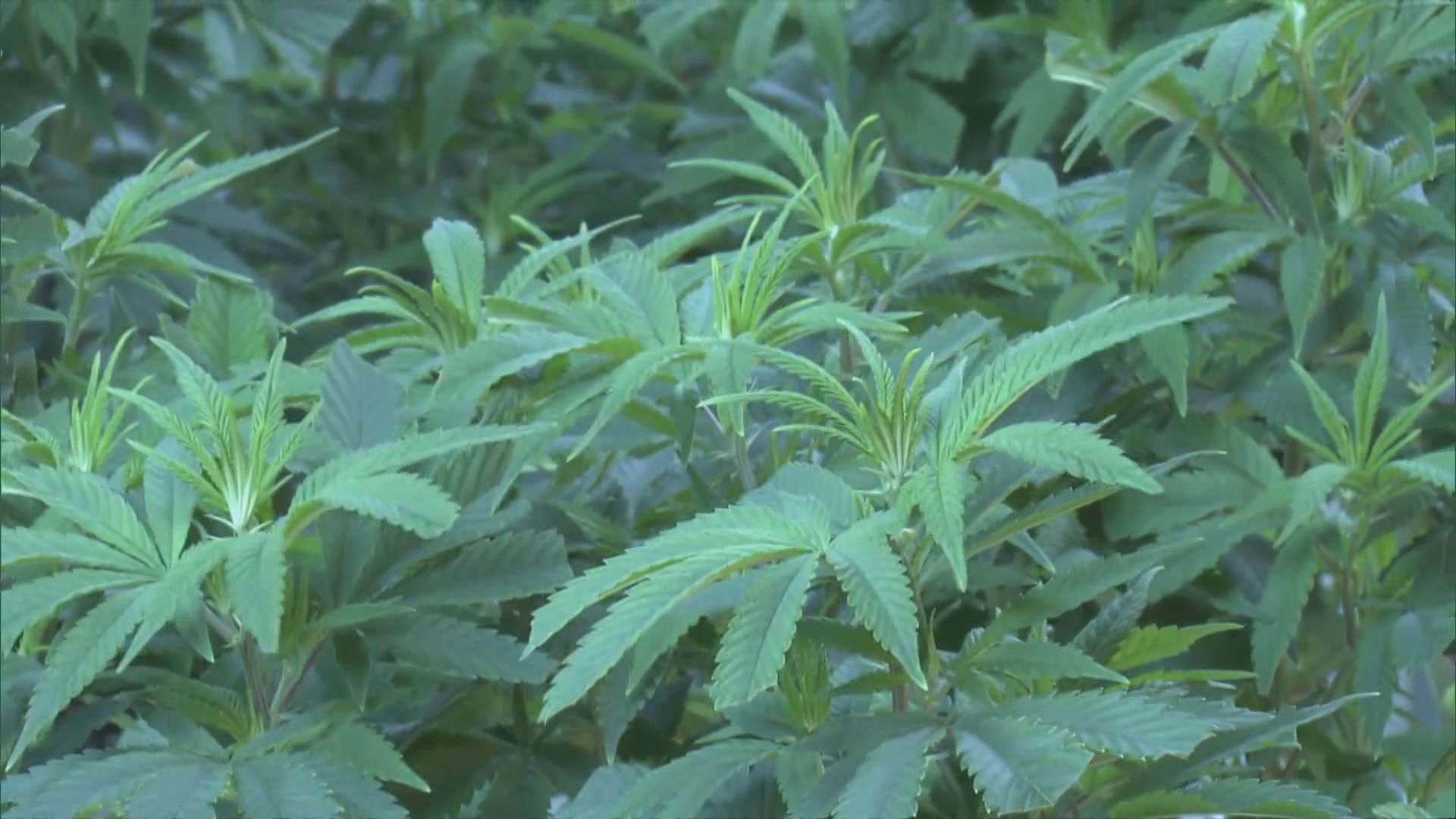 警方元朗破大麻種植場檢4500萬元大麻　拘三漢