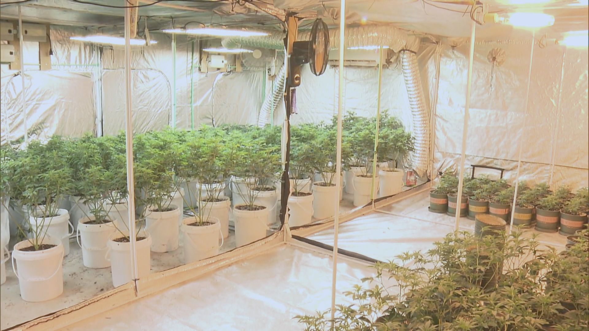 警方打擊毒品行動拘184人　17人為學生