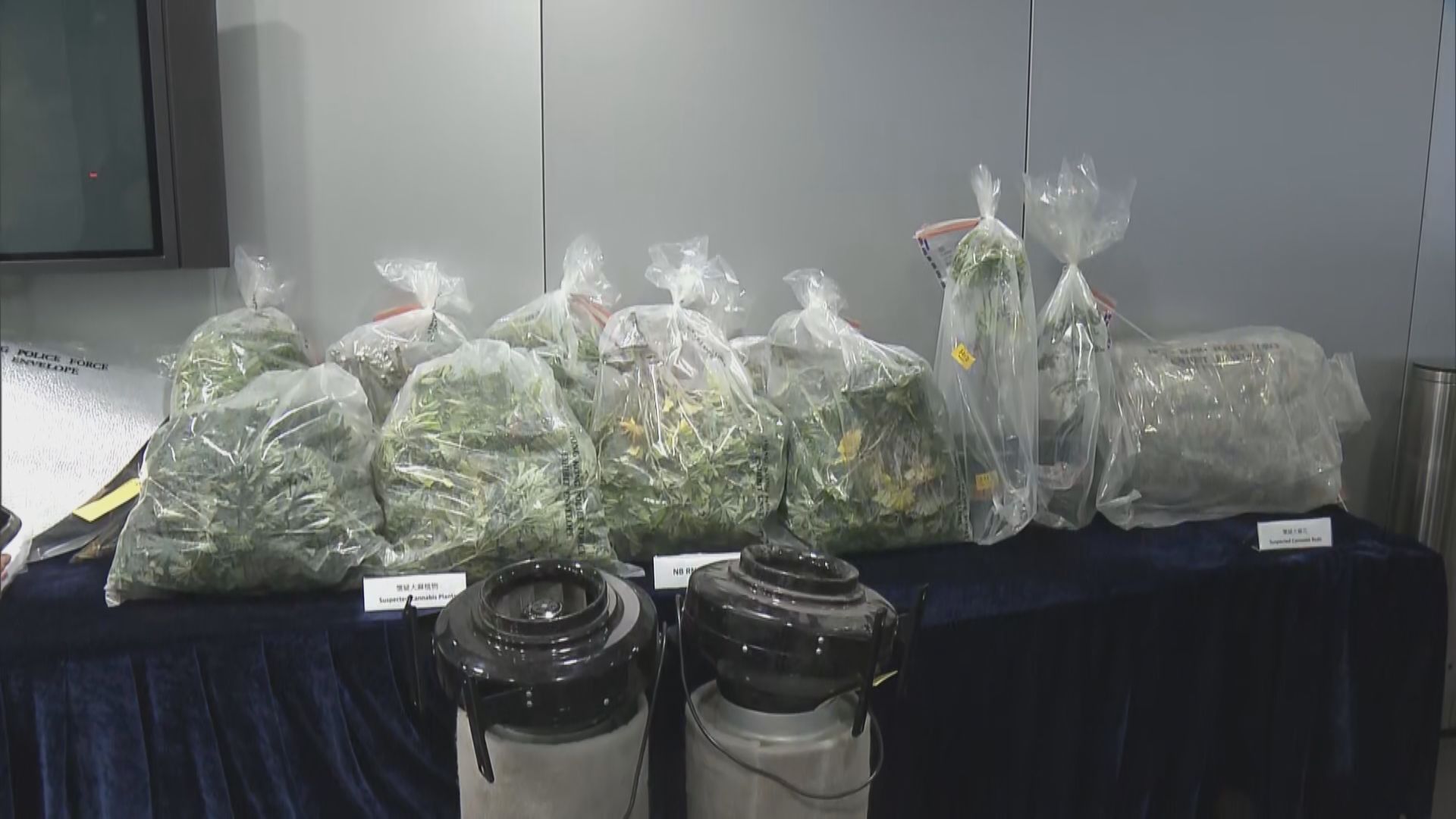 警方搗破打鼓嶺大麻種植場　檢值500萬懷疑大麻植物及成品