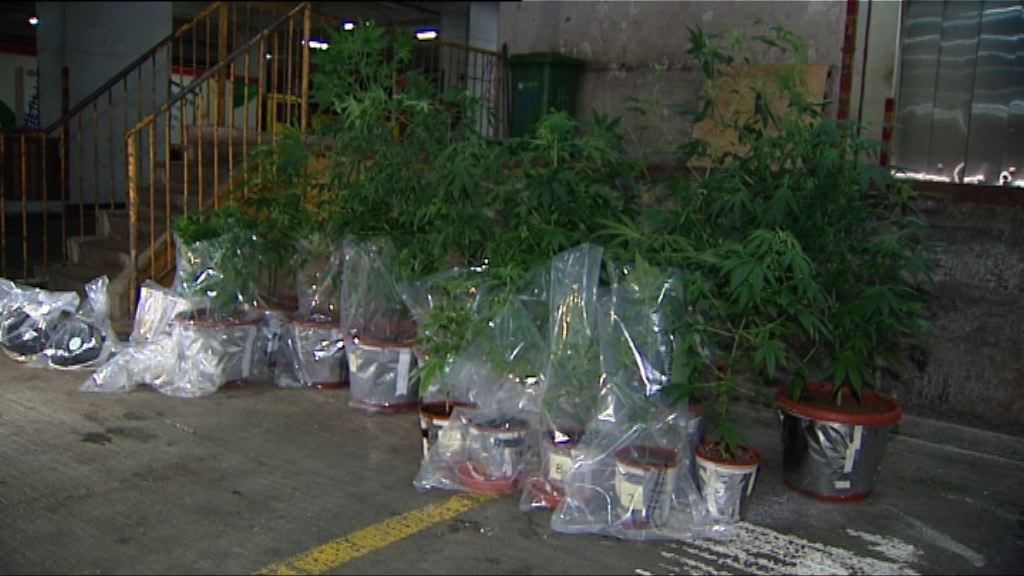 警屯門工廈破大麻種植場拘一漢