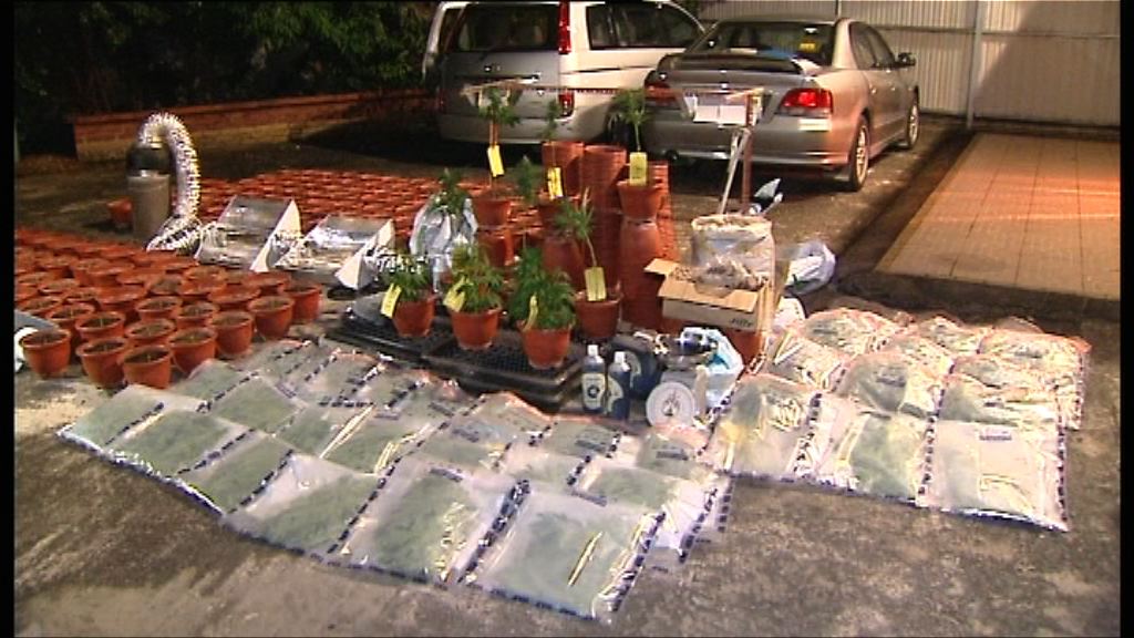 警方元朗破獲大麻種植場拘一人