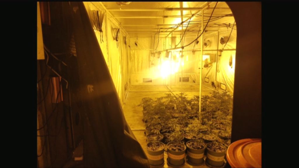 警破逾千萬元大麻種植場拘一對男女