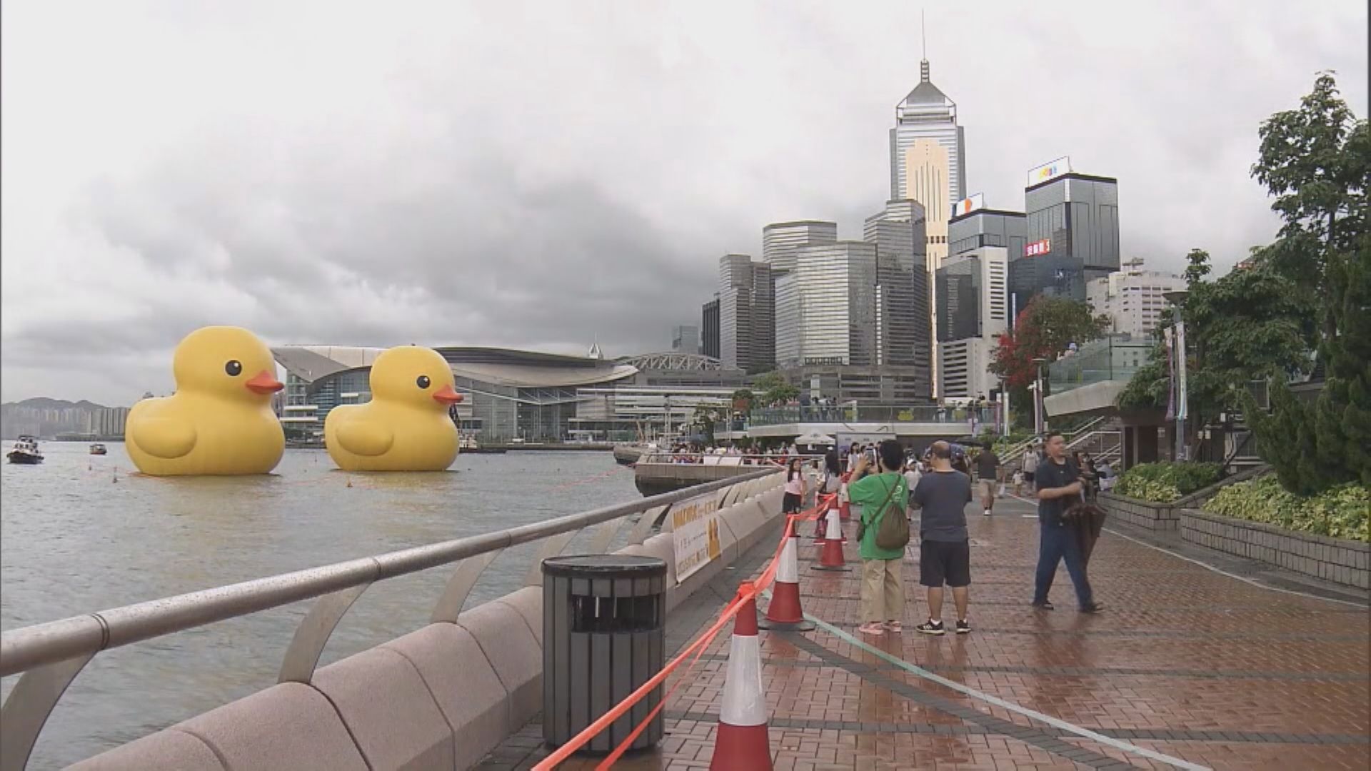 巨型黃鴨下午巡遊後 將結束維港展覽