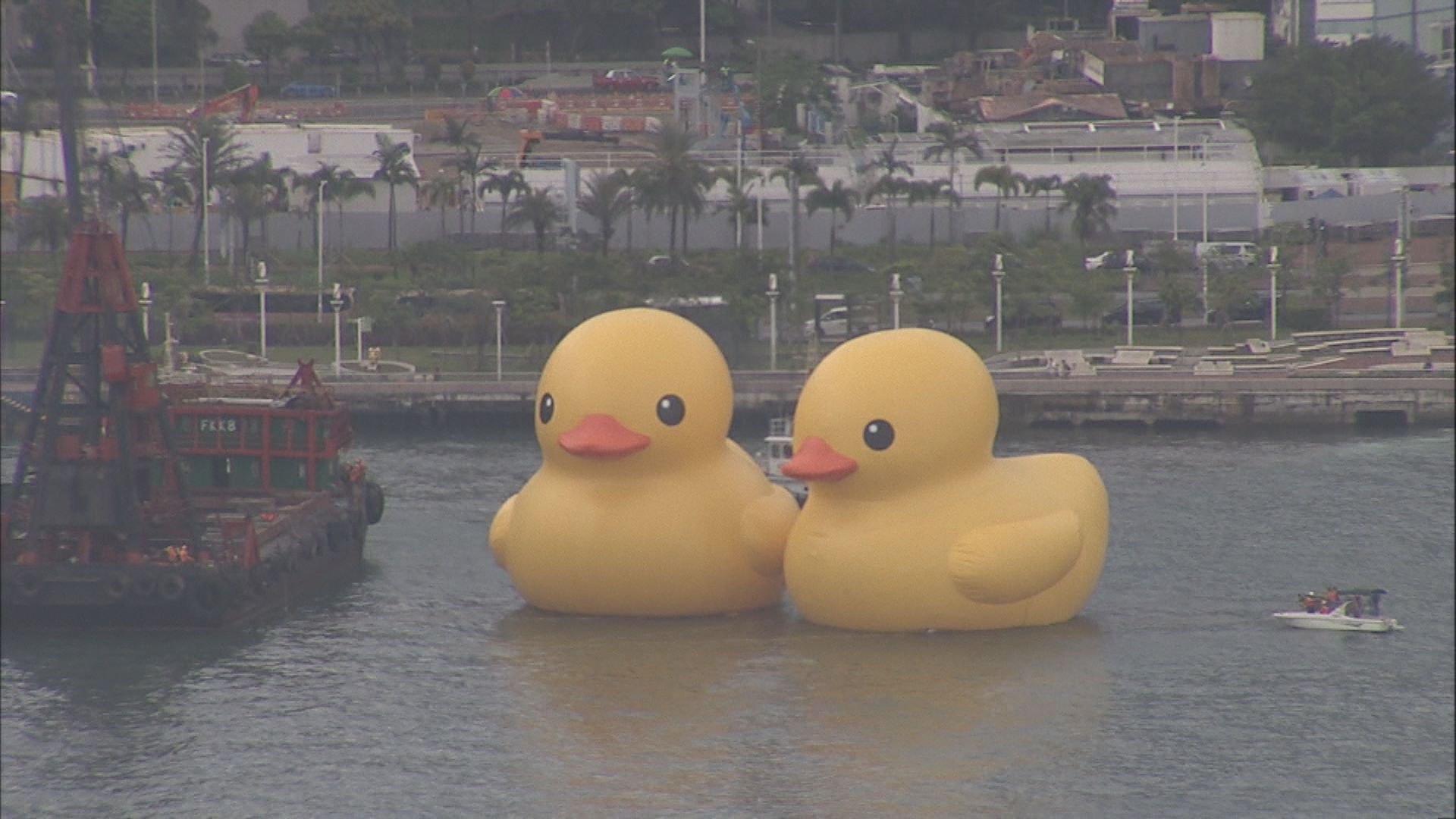 黃色巨鴨在中西區海濱長廊舉辦啟航禮