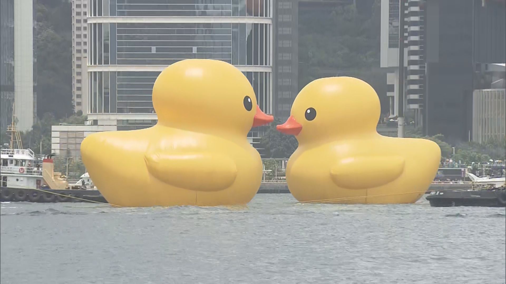 兩隻黃色巨鴨即日起在維港亮相 周六起與公眾正式會面