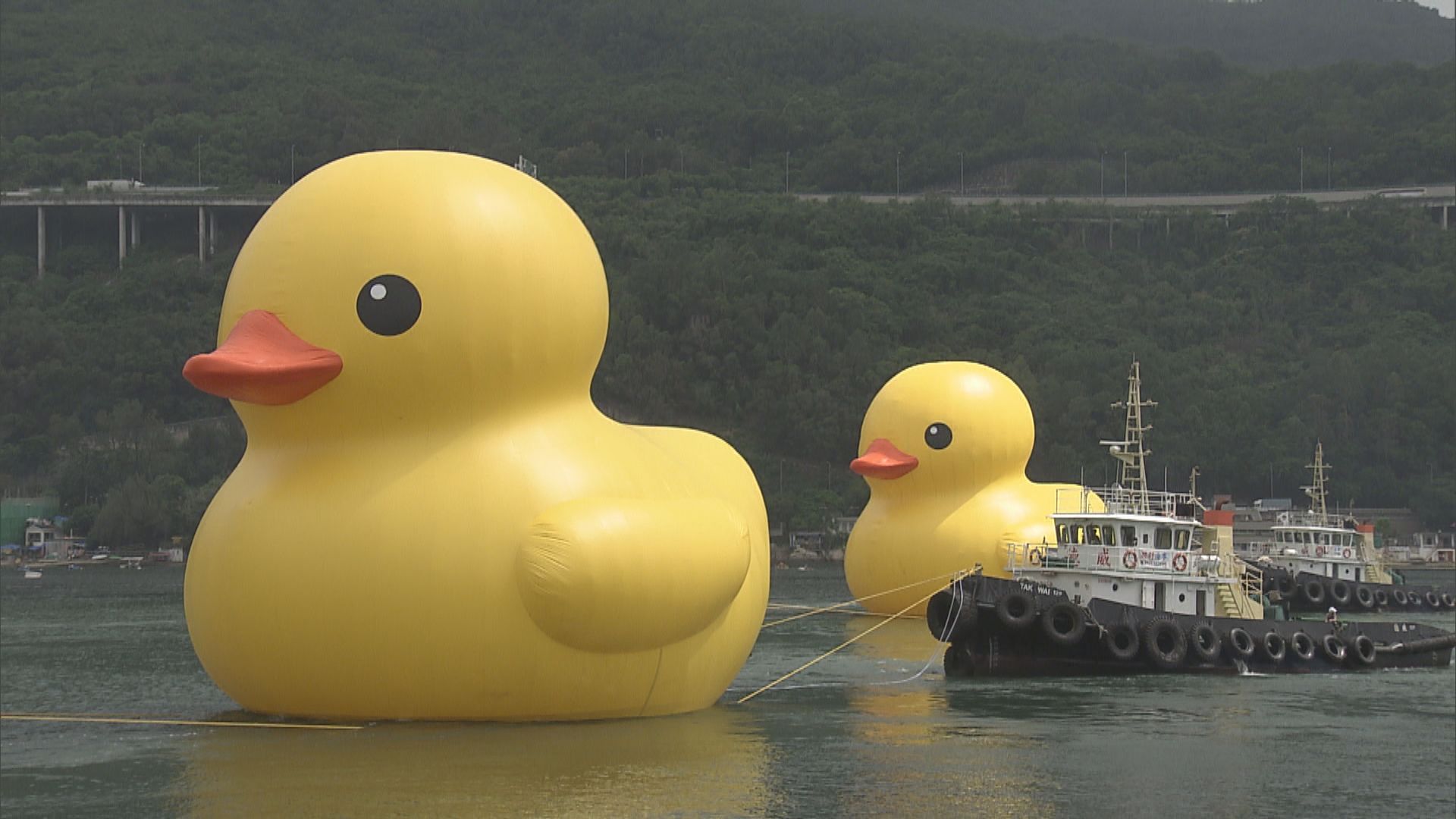 黃色巨型橡皮鴨下周六起於維港展出約兩星期
