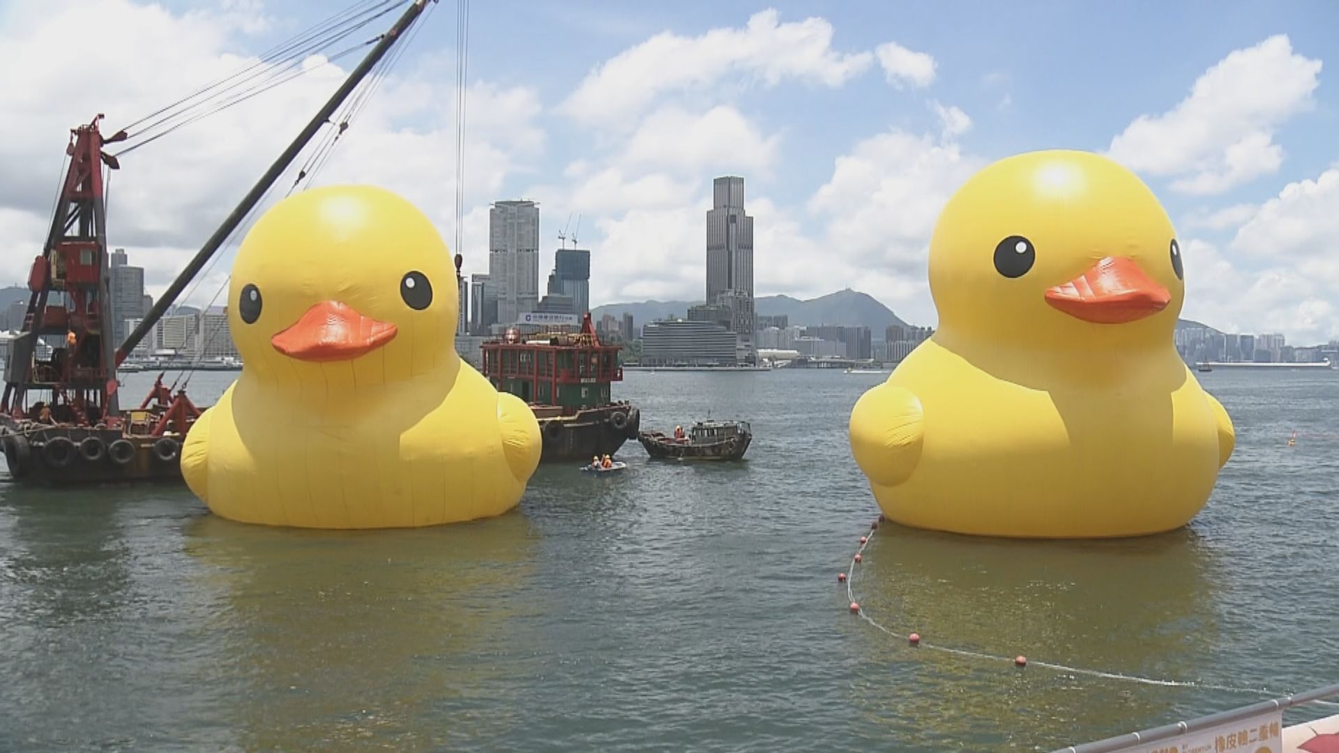 【直擊】洩氣黃鴨運返維港充氣 準備再次展出