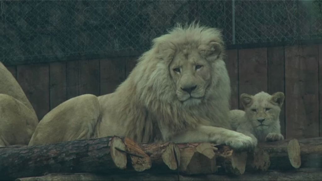研究指人類將引發第六次生物大滅絕