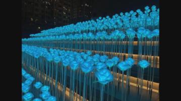 東九LED花海打卡點遭批評 當區區議員引述政府指會再調整燈光