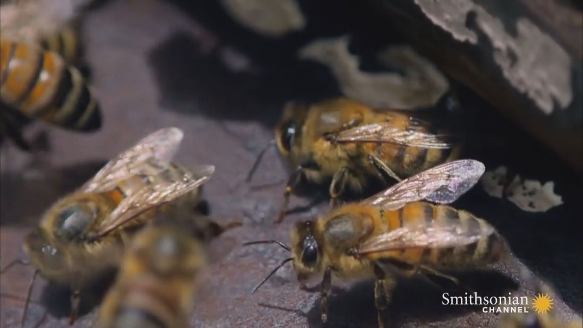 美國科學家研究日食期間蜜蜂活動
