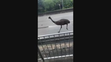 澳洲鴕鳥天水圍與汽車賽跑 已被尋回