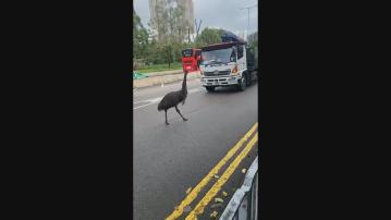 澳洲鴕鳥天水圍與汽車賽跑 已被尋回