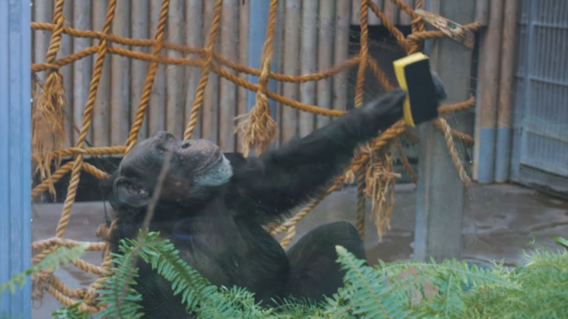 愛沙尼亞動物園大猩猩打掃籠舍
