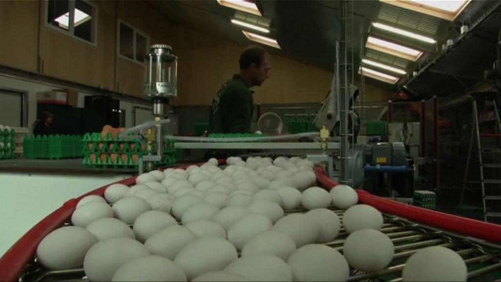 歐洲毒雞蛋蔓延至多國包括香港