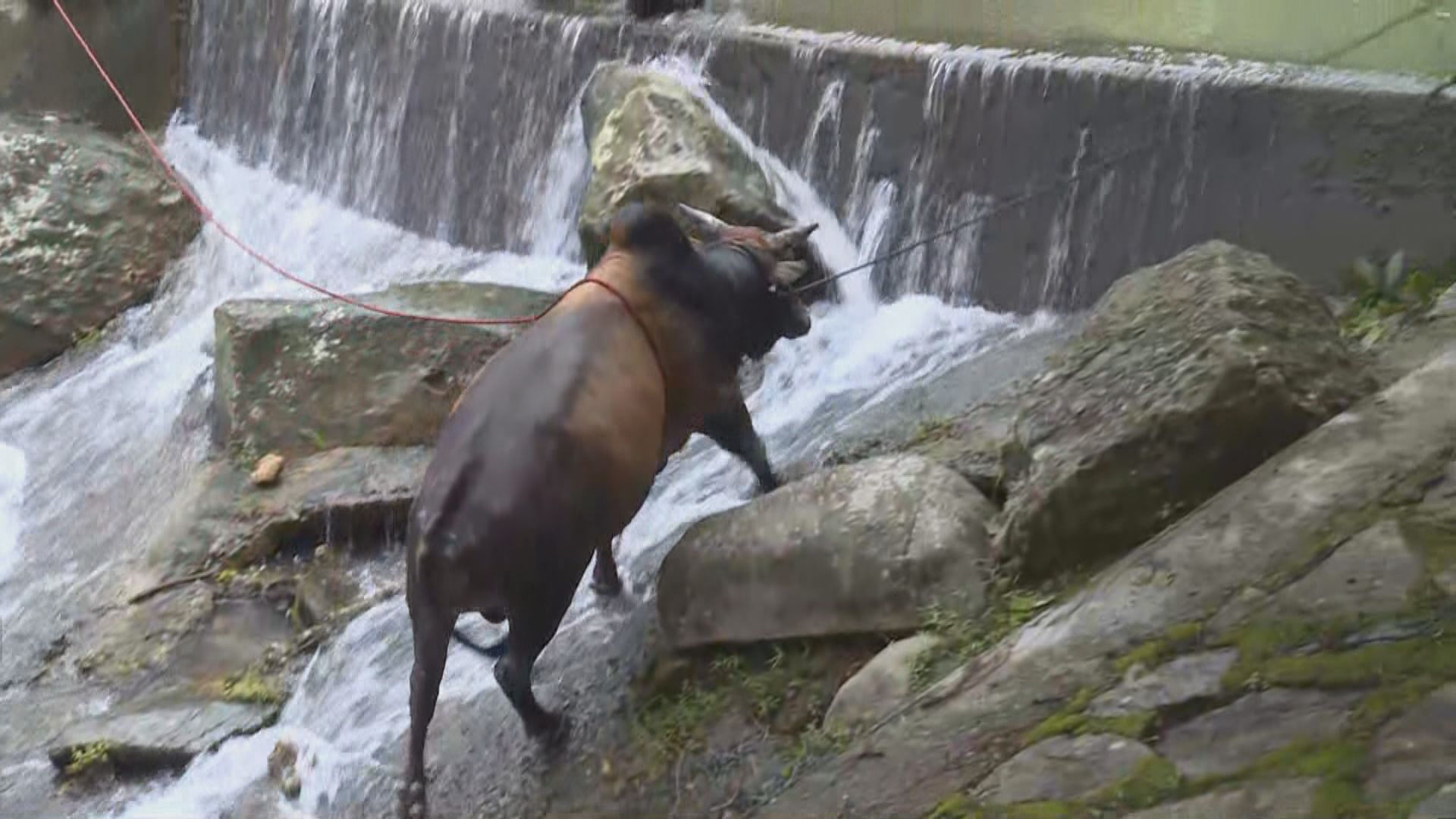 荃灣下花山兩隻黃牛墮引水道獲救