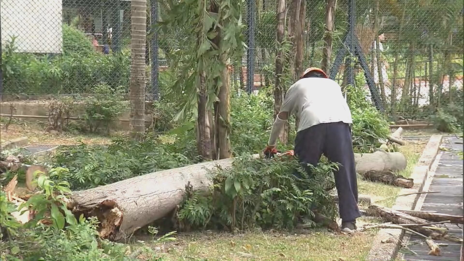 柴灣怡盛街有大樹倒塌 無人受傷