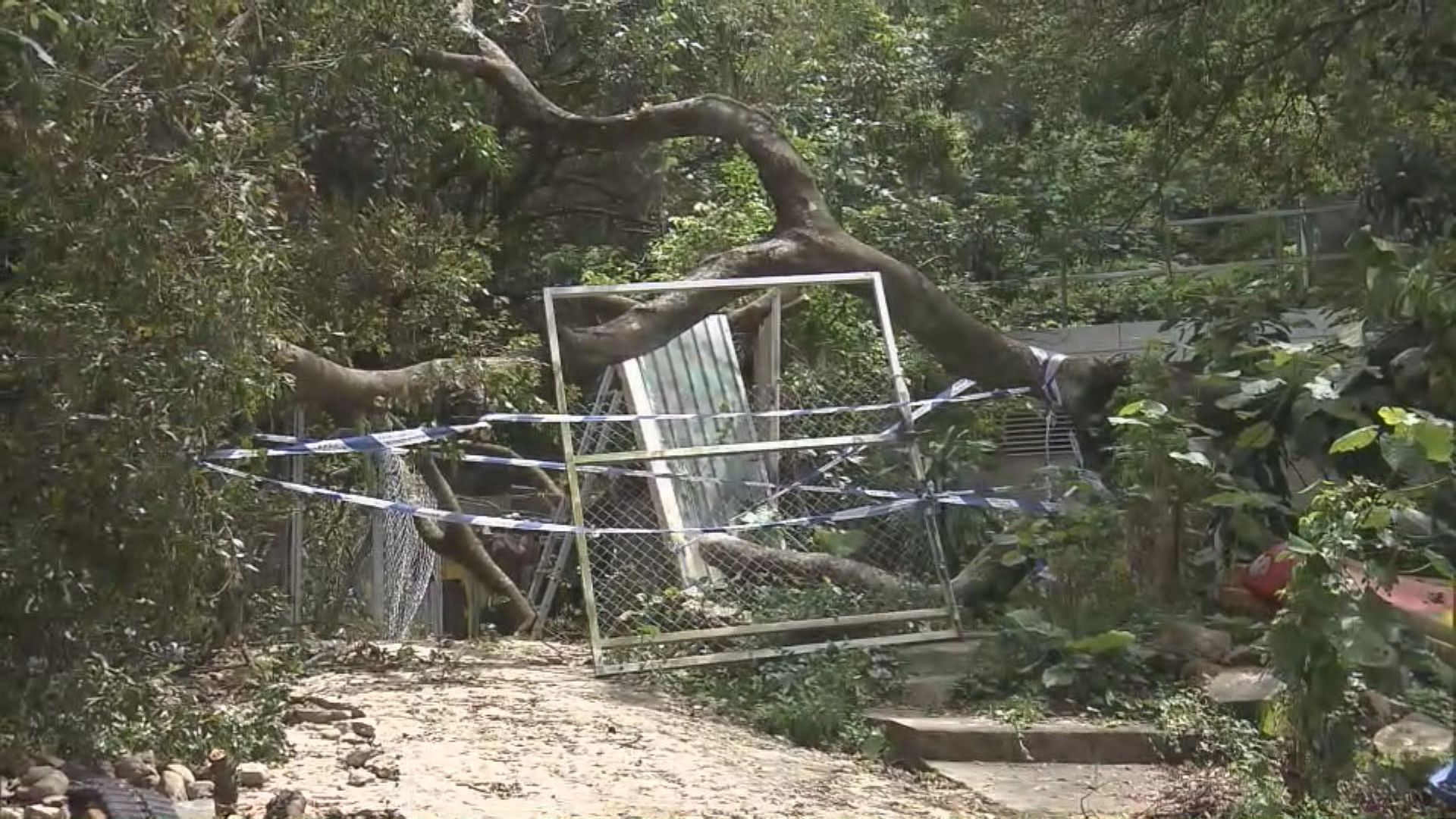 清水灣大環頭村大樹倒塌 壓傷男村民