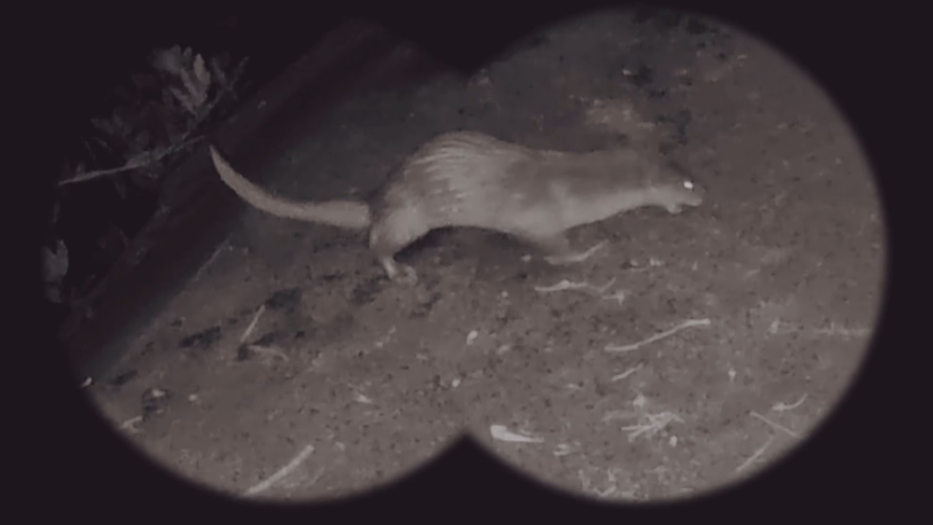 濕地公園首次發現歐亞水獺