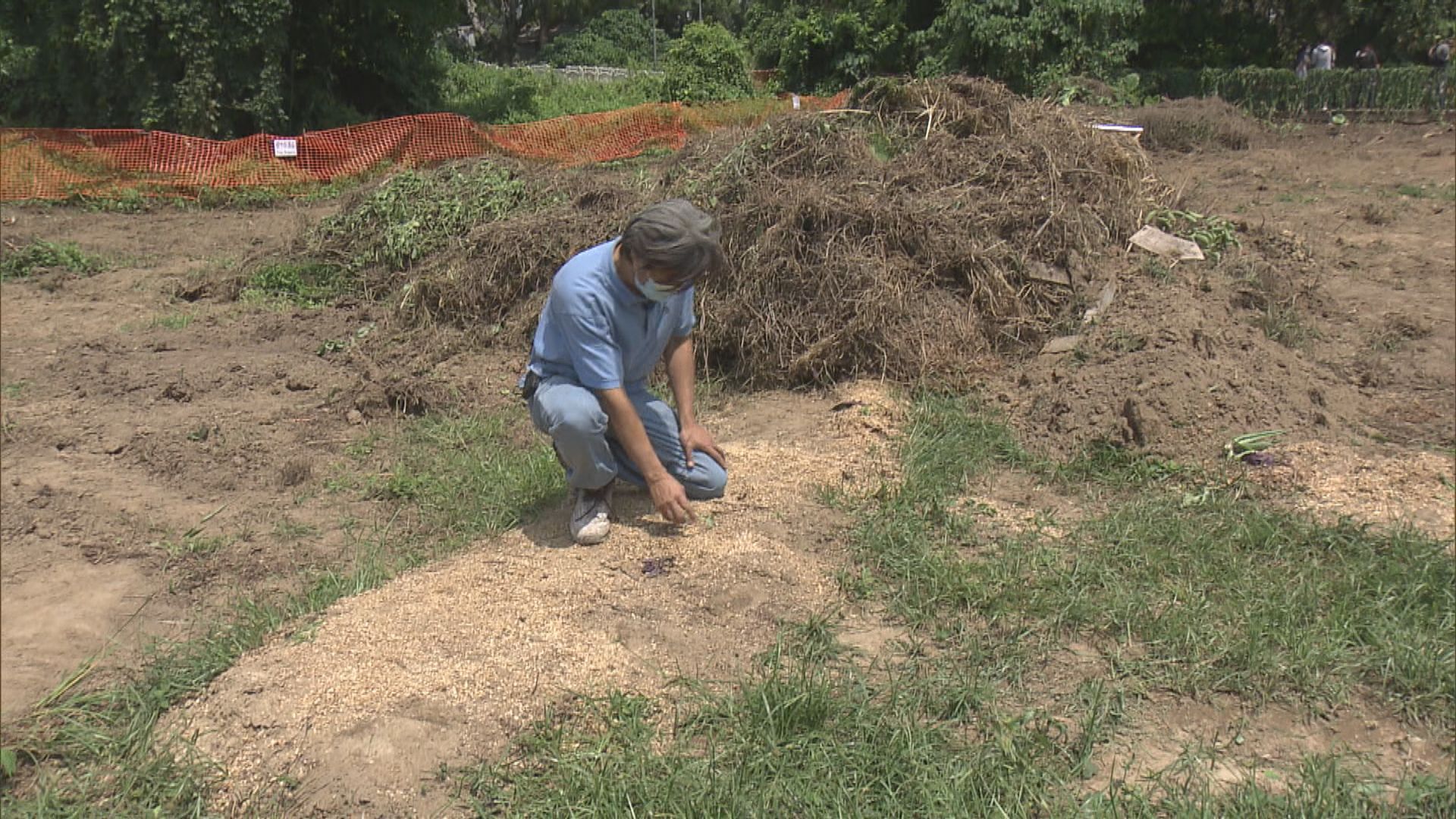 蕉徑農地突被剷走農作物　農戶批未達賠償共識收地粗暴