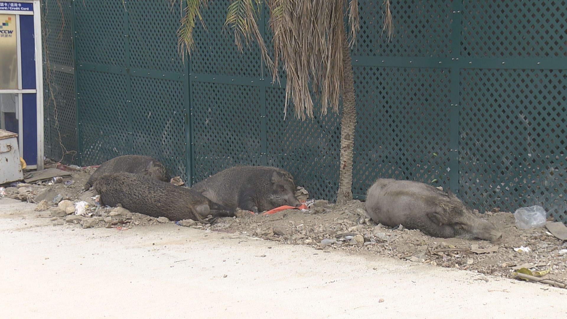 野生動物禁餵區擴至全港　今年12月31日生效