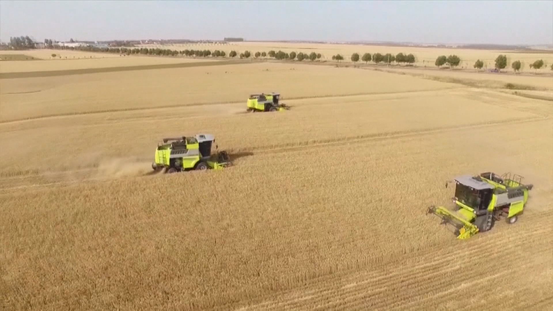 【糧價恐再飆】彭博:印度擬禁大部分大米出口