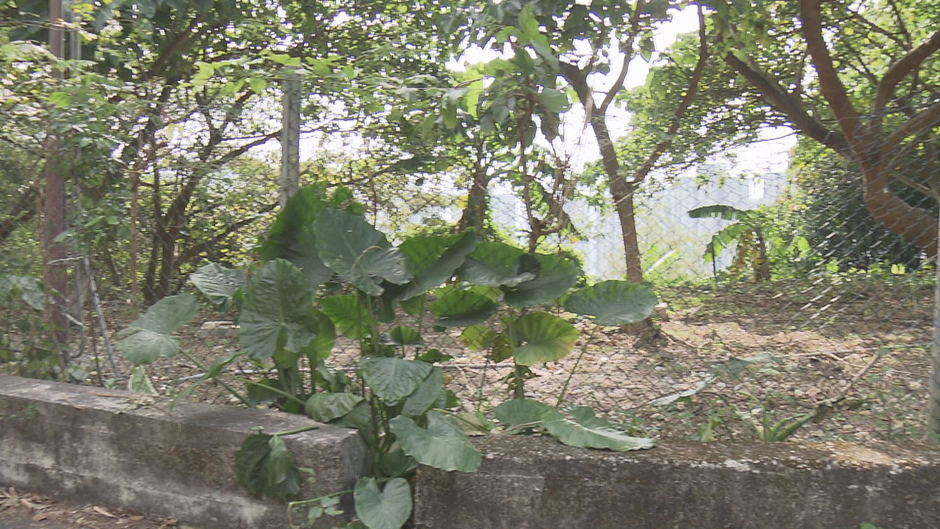 【流標】荃灣油柑頭「首置」住宅地流標 房屋局：將邀請房協承接