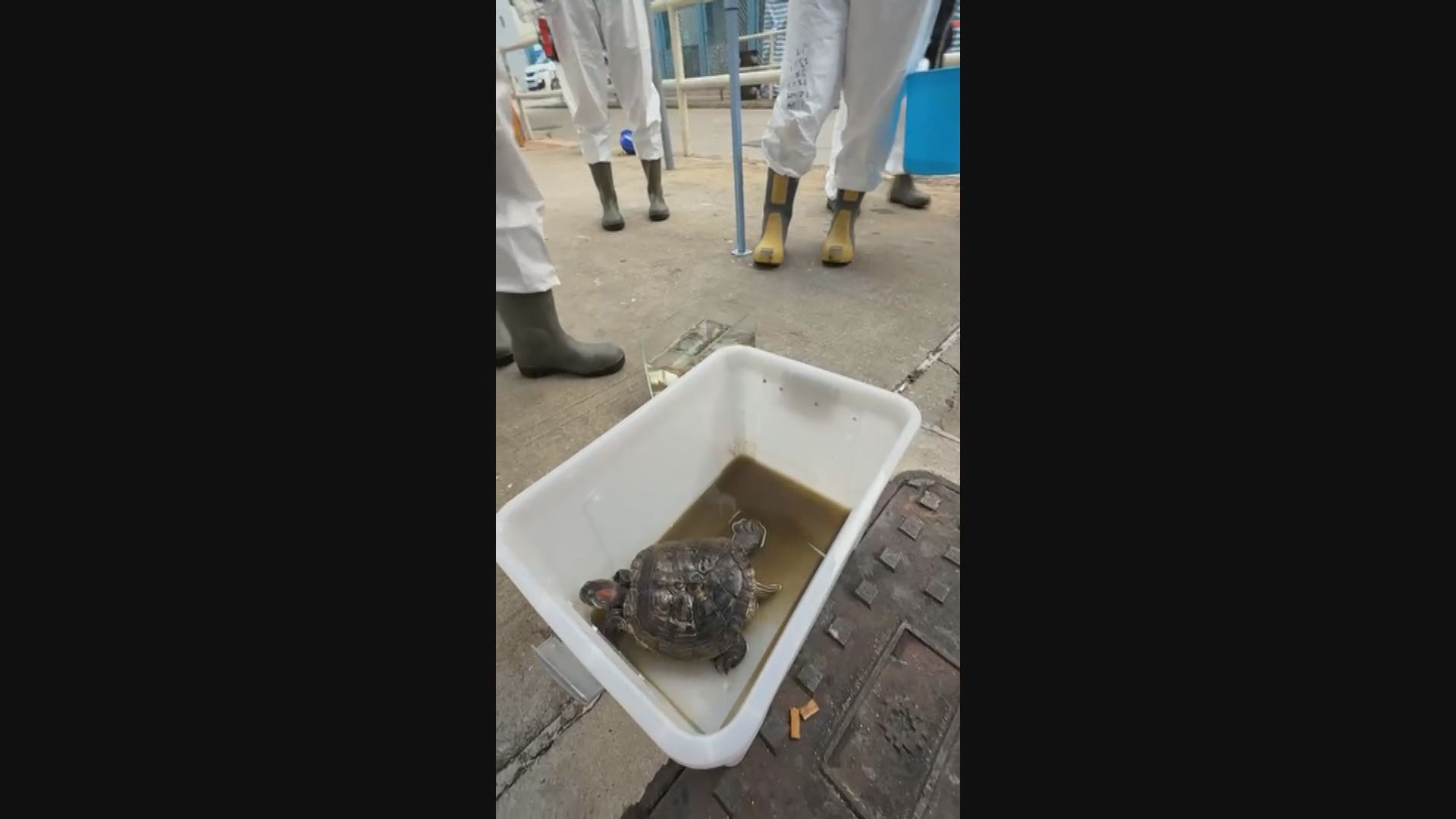 宏福苑五級火災｜警方宏福苑內尋回多隻生還動物