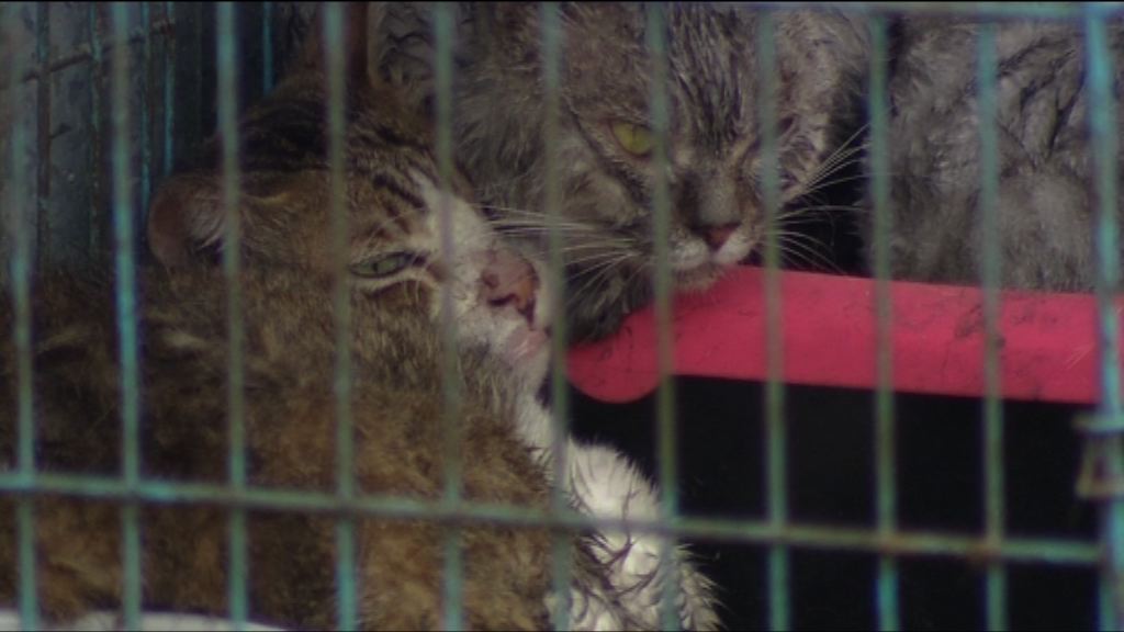 天水圍鐵皮屋火警　十多隻貓狗死亡