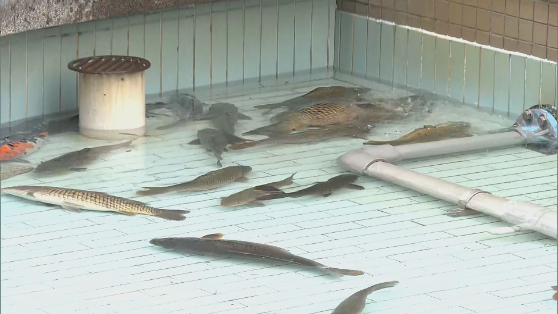 景林邨魚池逾百魚亡　警方拘一名清潔女工頭涉殘酷對待動物