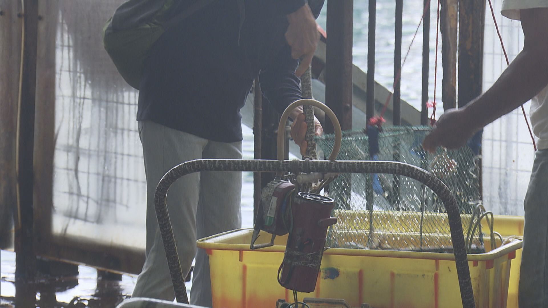 有人趁佛誕到北角及荃灣碼頭放生  漁護署派員勸喻阻止