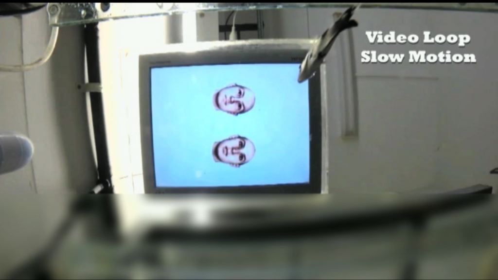 研究發現魚能辨別人類樣貌