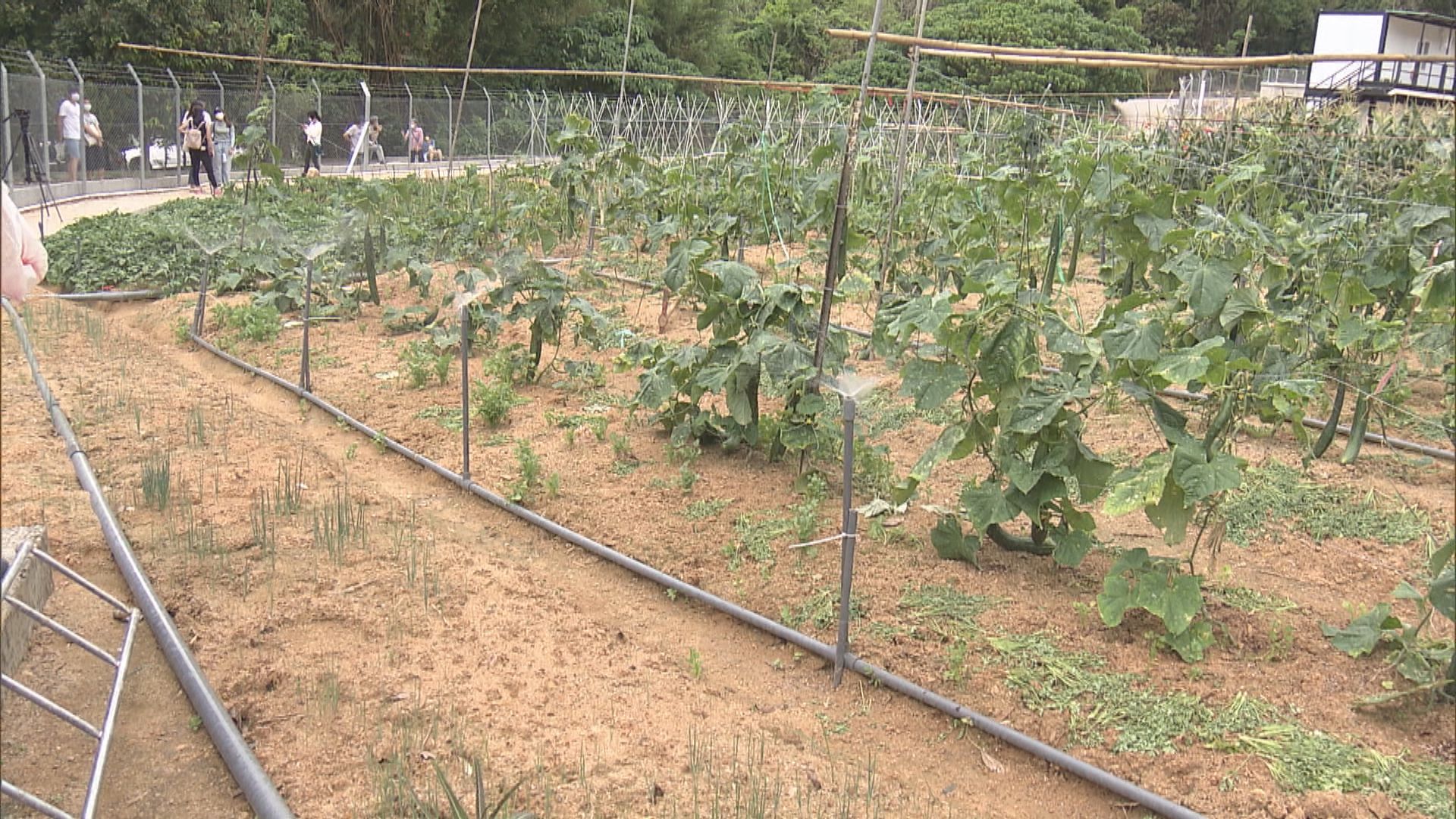 被收地農民獲安排復耕　發現土地質素欠佳