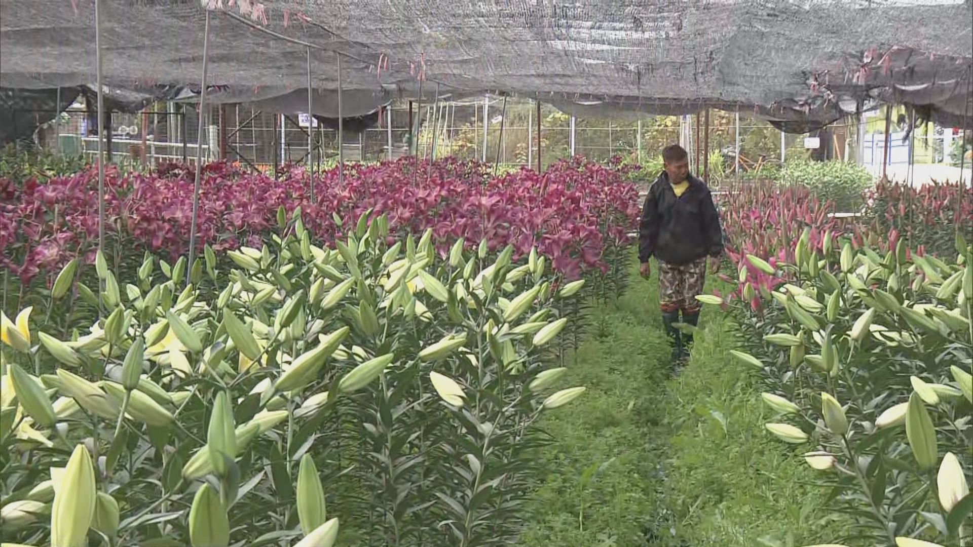 花巿重開但批發市場仍取消　有花農開放農場予市民買花