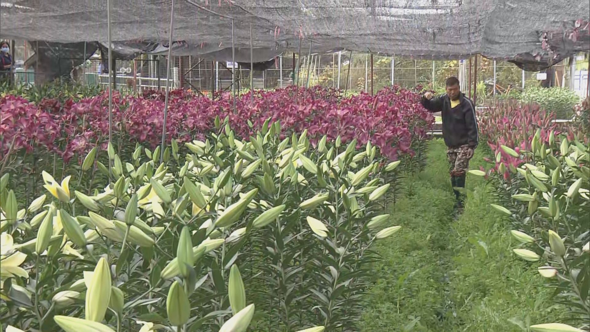 花市重開但批發市場仍取消　有花農批評政府安排混亂