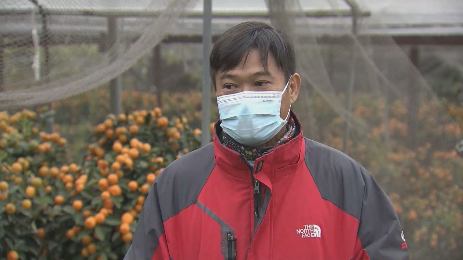 政府取消年宵　有花農建議以流動車方式賣花