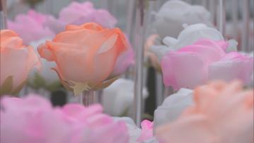 東九白色花海添色彩 市民：漂亮很多