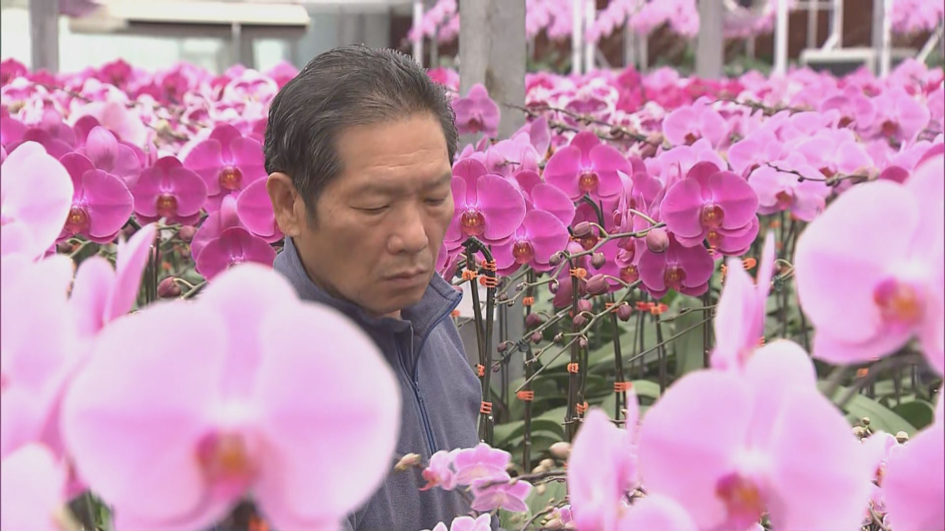 政府取消農曆年宵市場　有花農表示損失慘重