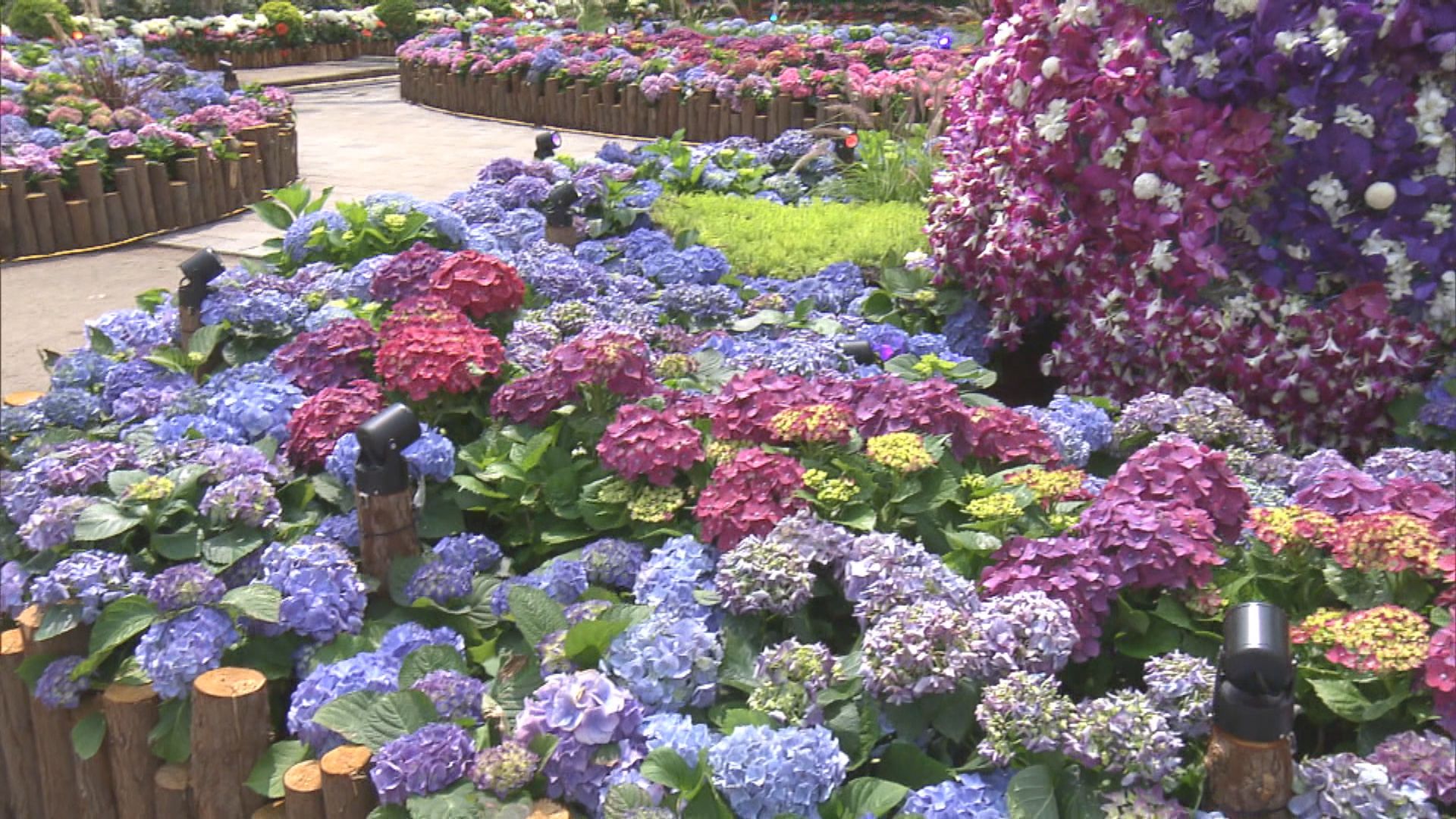 香港花卉展明開幕　40萬株花維園爭妍