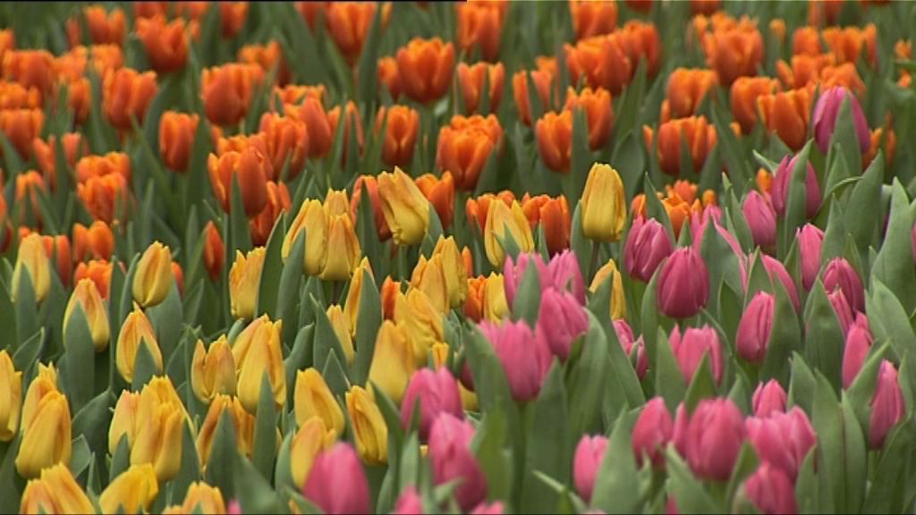 花展維園揭幕　展35萬株花