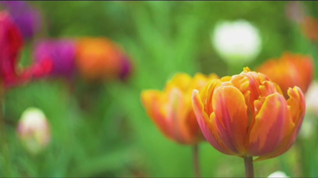 本港與荷蘭合作發展鮮花主題公園