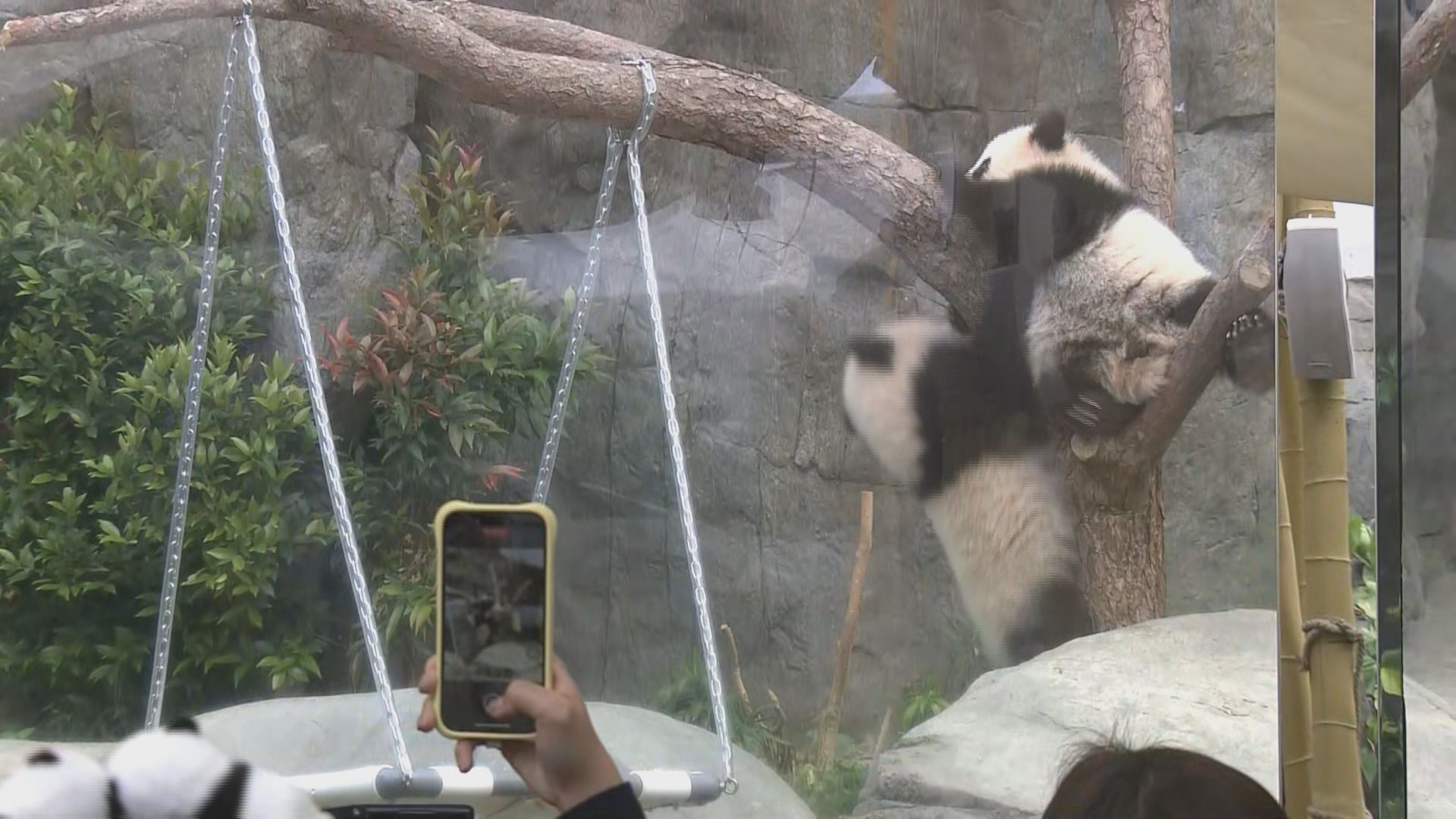 大熊貓寶寶每日與公眾見面五小時　龐建貽︰辦「貴賓團」每位1500元